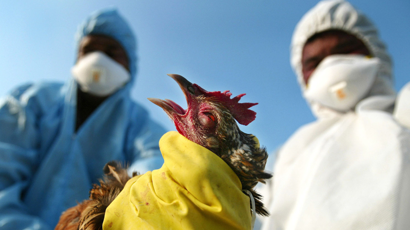 Avian Influenza, Bird flu, Bird flu in Nigeria