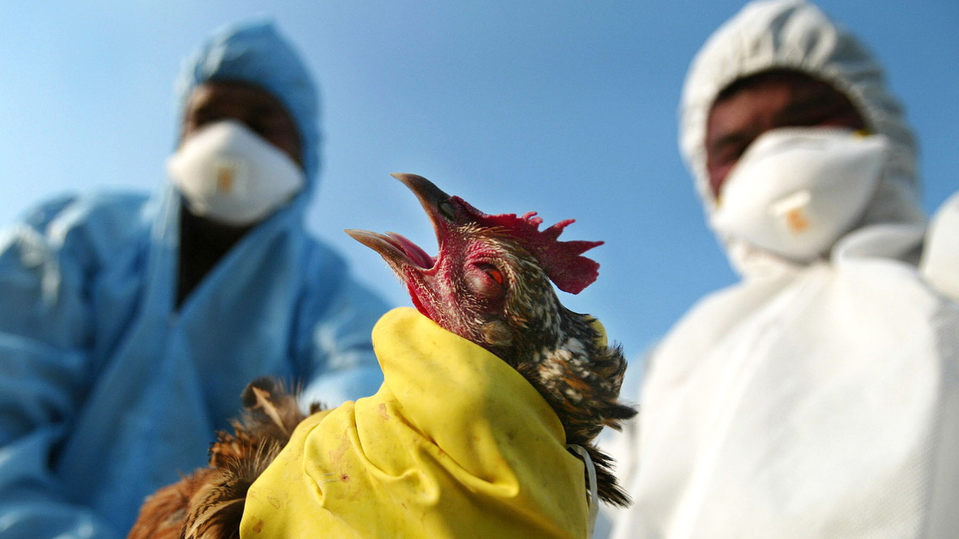 H5N1 bird flu, Avian Influenza, Bird flu, Bird flu in Nigeria