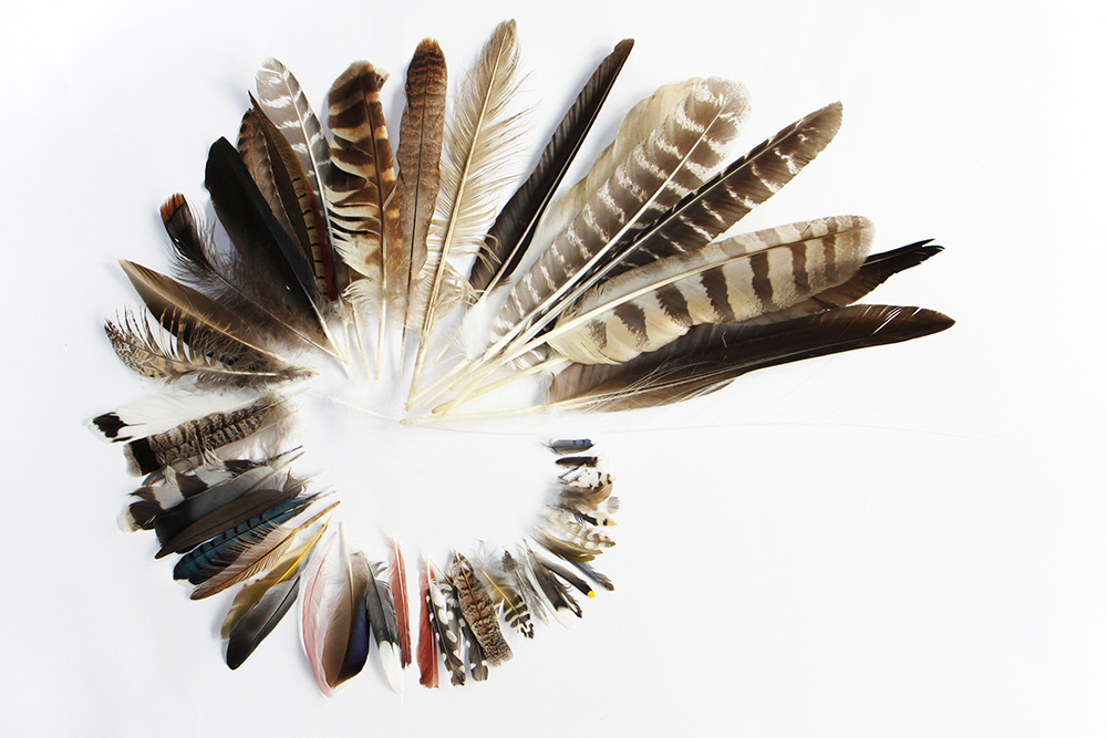 feathers