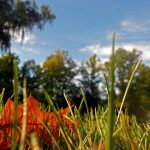 worms eye view flower