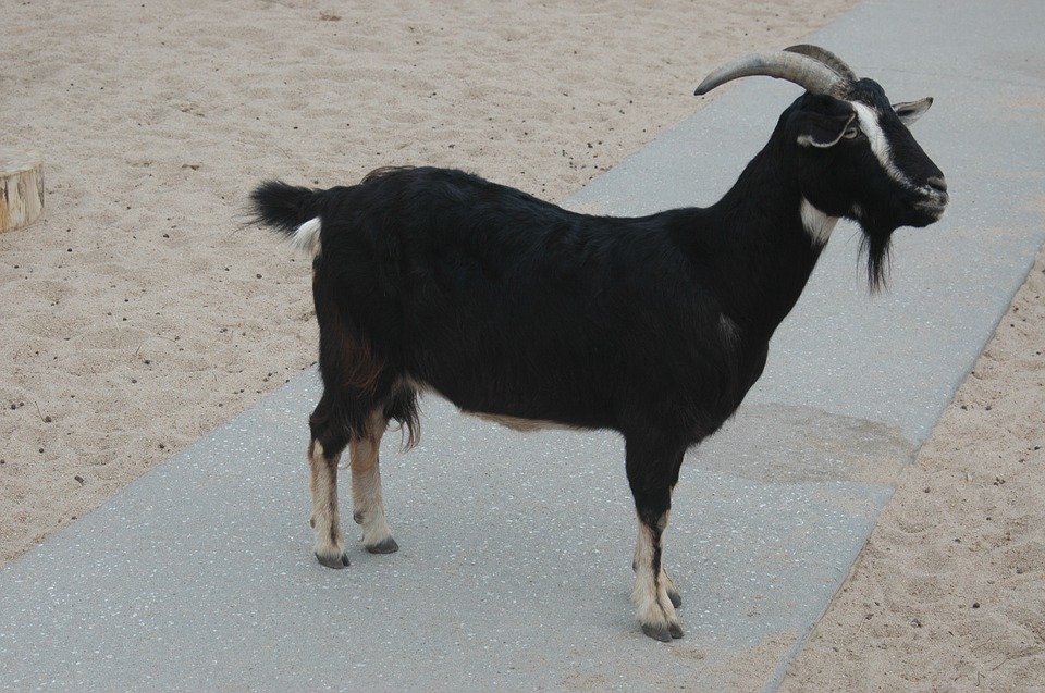 goat