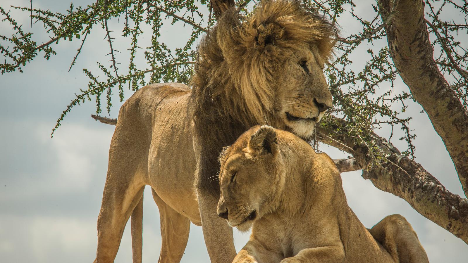 Joseph Prince Tanzania Lions used to illustrate the story