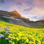 Valley-Of-Flowers