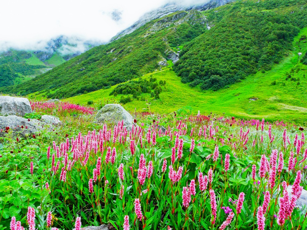 Valley of Flowers in India