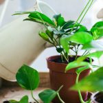 plant-watering-hero water indoor spaces