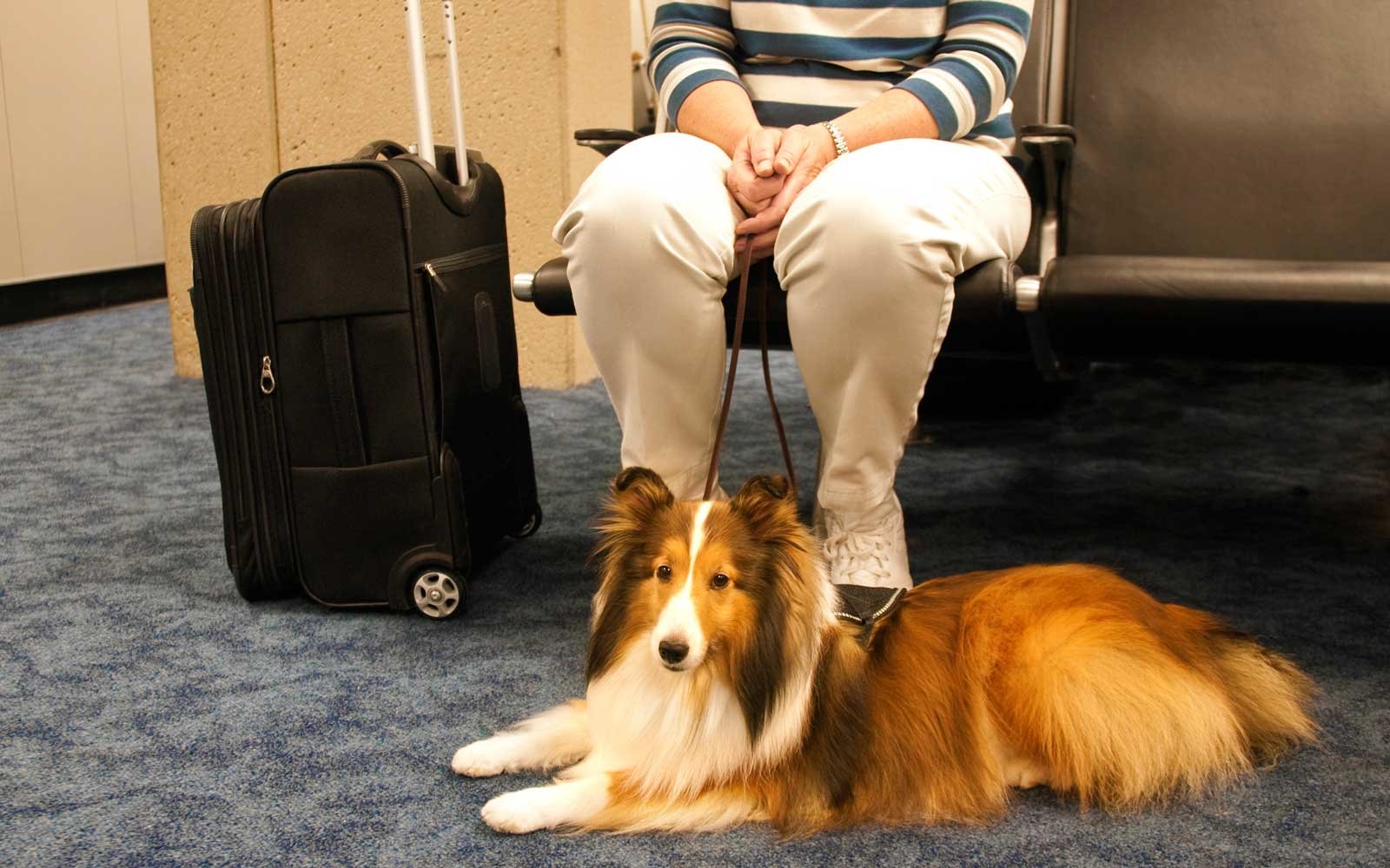 Service dog and owner sitting at airport waiting to board the plane pet