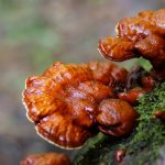 Ganoderma-lucidum organo gold coffee