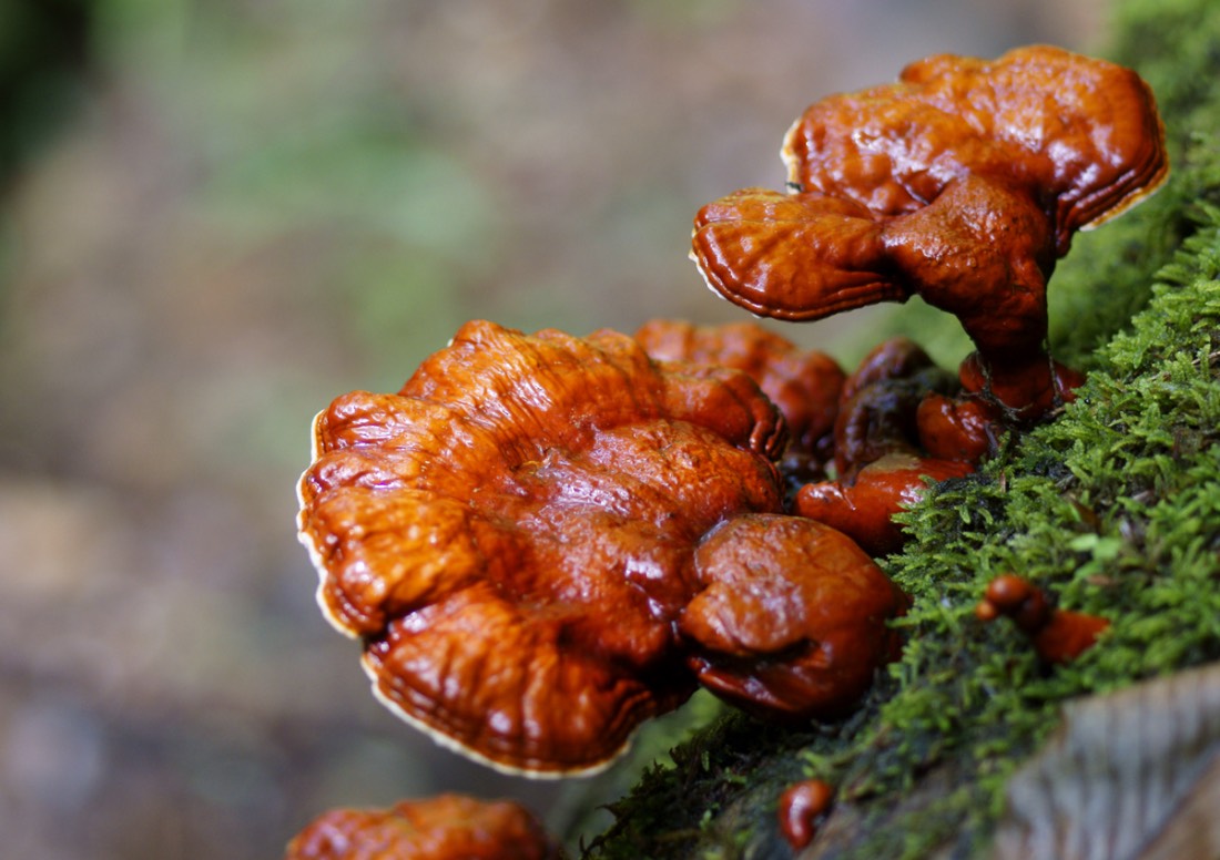 ganoderma lucidum