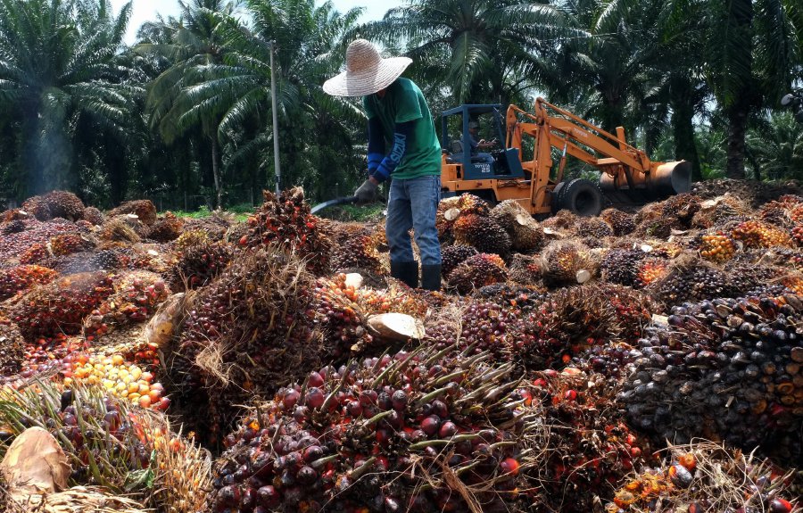 Palm Oil, European Union, Kurt Cornelis, Yewande Sadiku, Ladi Katagum, Nigeria