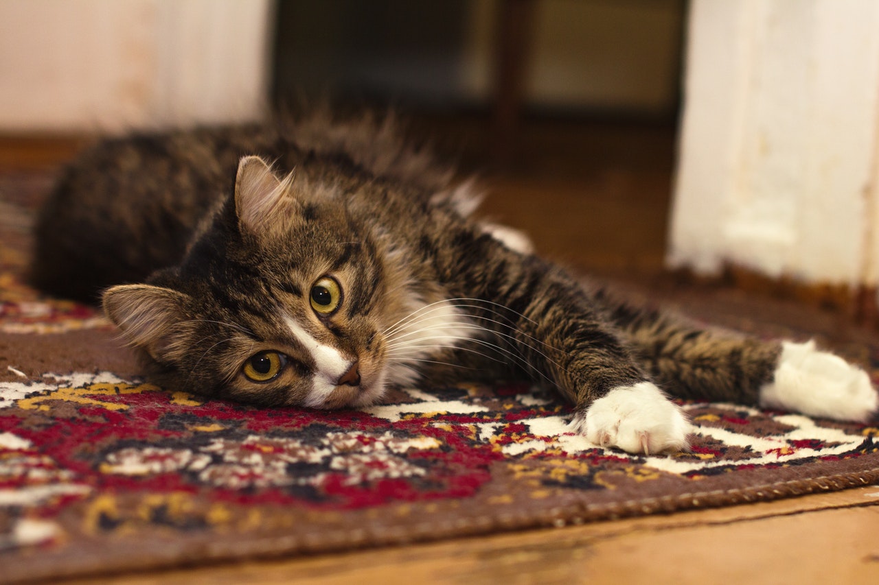 pet dog carpet