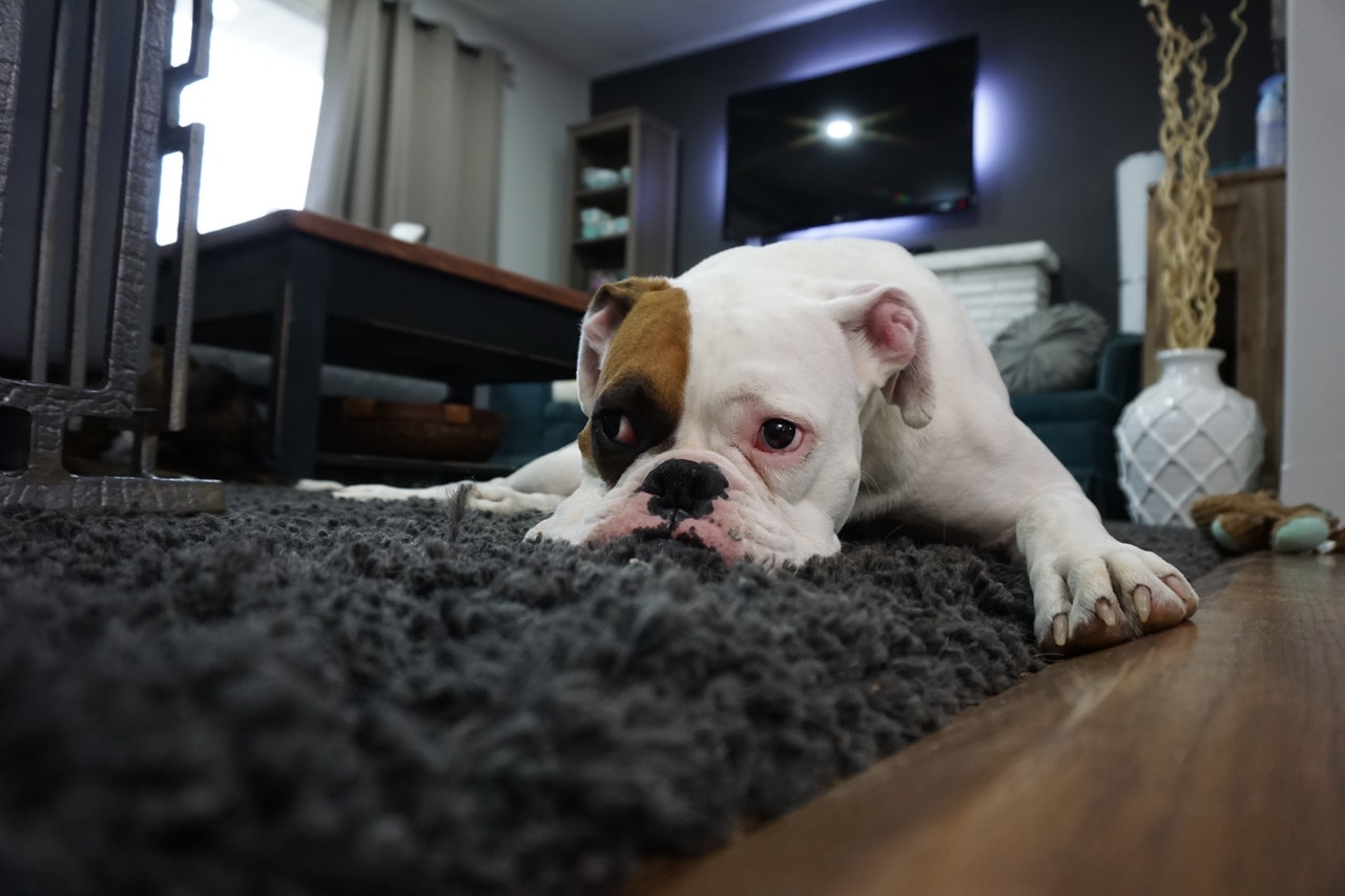 pet dog carpet