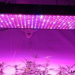 Grow-Light-Market cannabis marijuana led grow