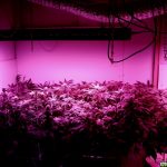 cannabis marijuana led grow