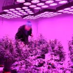 Led-Grow-Lights-Full cannabis marijuana led grow