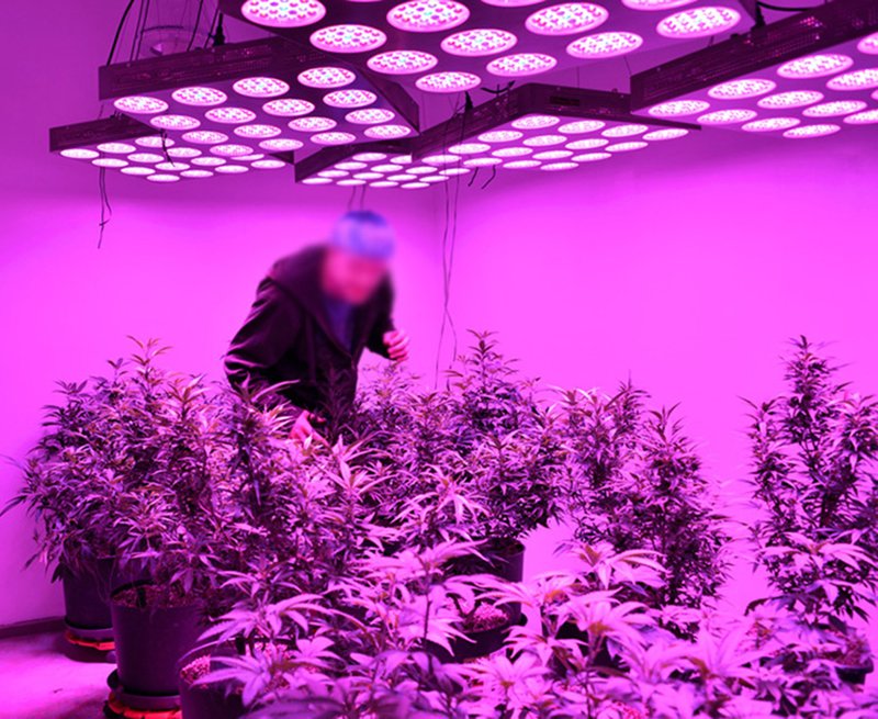 cannabis marijuana led grow
