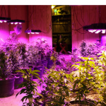 cannabis marijuana led grow  The-6-Best-LED-Grow-Lights-of-2018