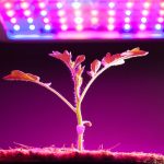 young tomato plant under led grow light