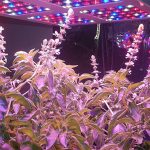 cannabis marijuana led grow