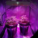 cannabis marijuana led grow  two-dwc-cannabis-plants-under-led-grow-light