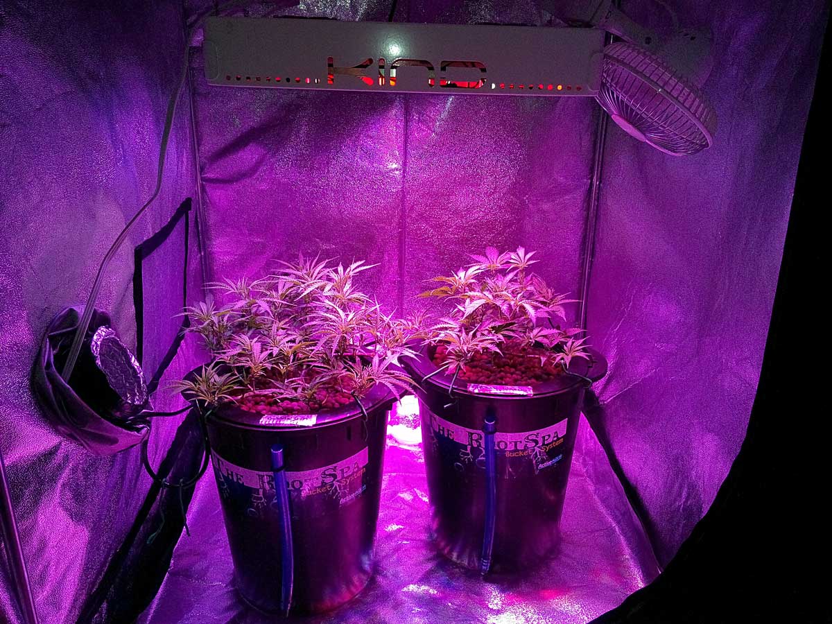 cannabis marijuana led grow