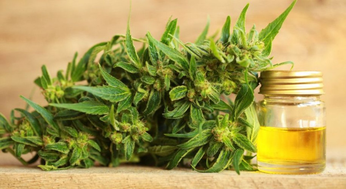 weed strains, introduction marijuana cannabis weed cbd oil