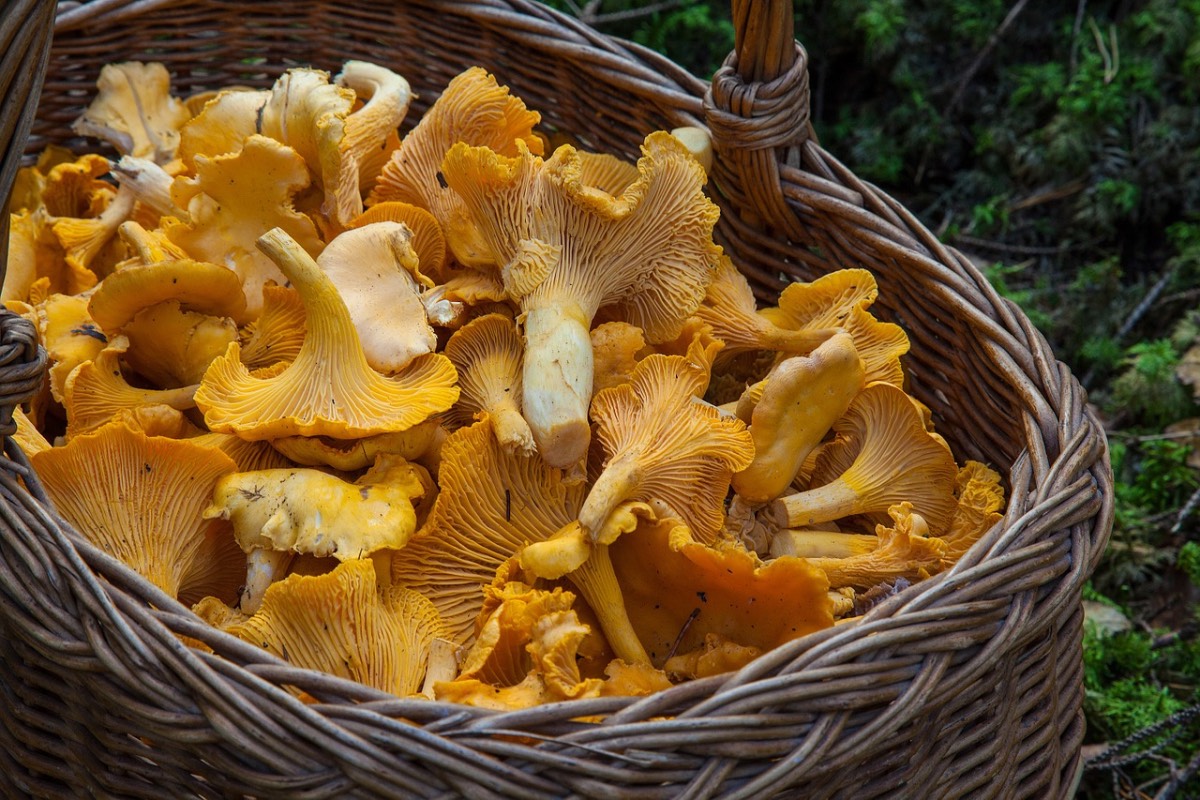 mushroom mushrooms health benefits 