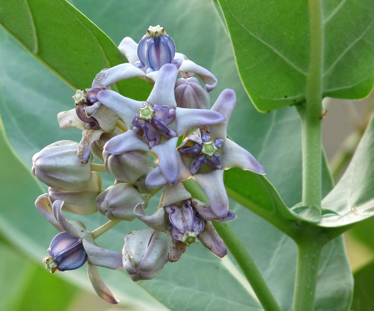 Calotropis