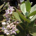 Mandara_SweetArka_Vasuka_Apple of sodom, Calotropis procera