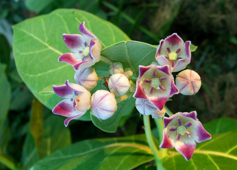 Calotropis