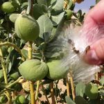 videoblocks-seeds-of-apple-of-sodom-calotropis-procera-a-tree-in-the-desert_rwwz8qviz_thumbnail-full01_Fotor