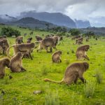 160719115801-ethiopia11-gelada-baboons-in-simien-mountains-national-park-c-ethiopian-tourism-organization_Fotor
