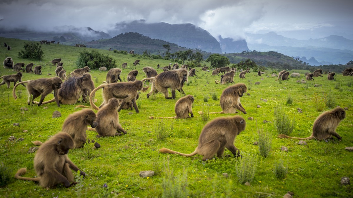 Ethiopia's highest mountain range, the Simiens, nurture an incredible array of native flora and fauna including animals like the gelada baboon, Ethiopian wolf and walia ibex. Scheduled to open in early 2017, a new luxury tented camp will complement basic facilities already available in the national park. courtesy Ethiopia Tourism Organization