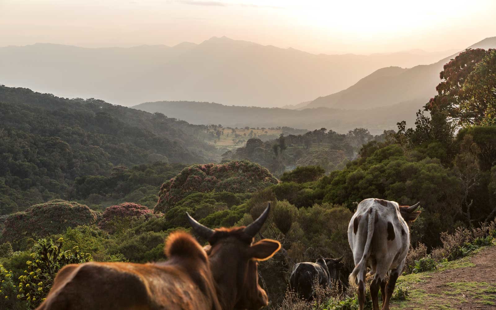 Ethopia's Bale Mountains National Park