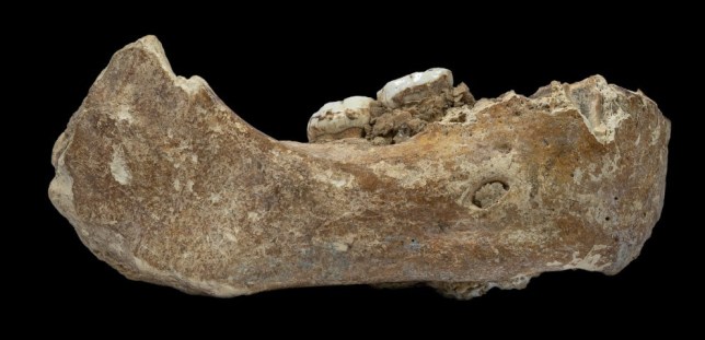 A view of the Denisovan fossil jawbone found in Baishiya Karst Cave on the Tibetan plateau (Picture: Dongju Zhang/ Lanzhou University/ PA) Read more: https://metro.co.uk/2019/05/01/bones-of-mysterious-extinct-neanderthal-like-humans-discovered-in-the-himalayas-9377089/?ito=cbshare Twitter: https://twitter.com/MetroUK | Facebook: https://www.facebook.com/MetroUK/