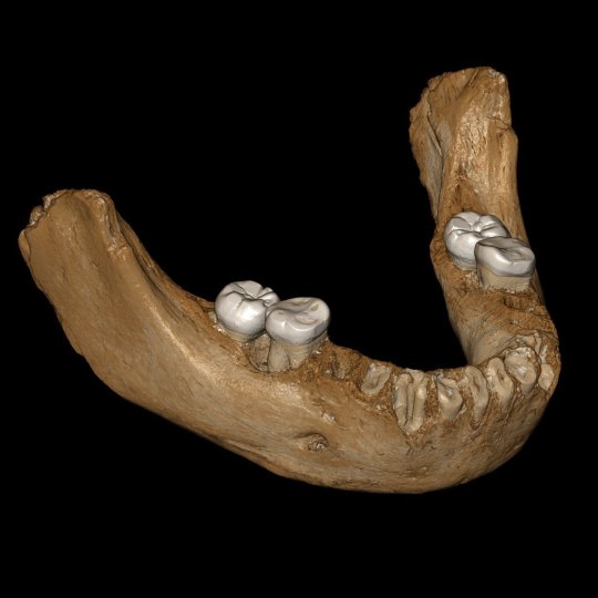 A virtual reconstruction of the Denisovan jawbone that was found (Picture: Jean-Jacques Hublin/PA)