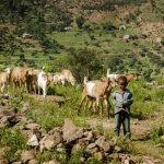 Things-to-do-in-Ethiopia-Goats-Work