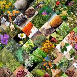 longevityherbs
