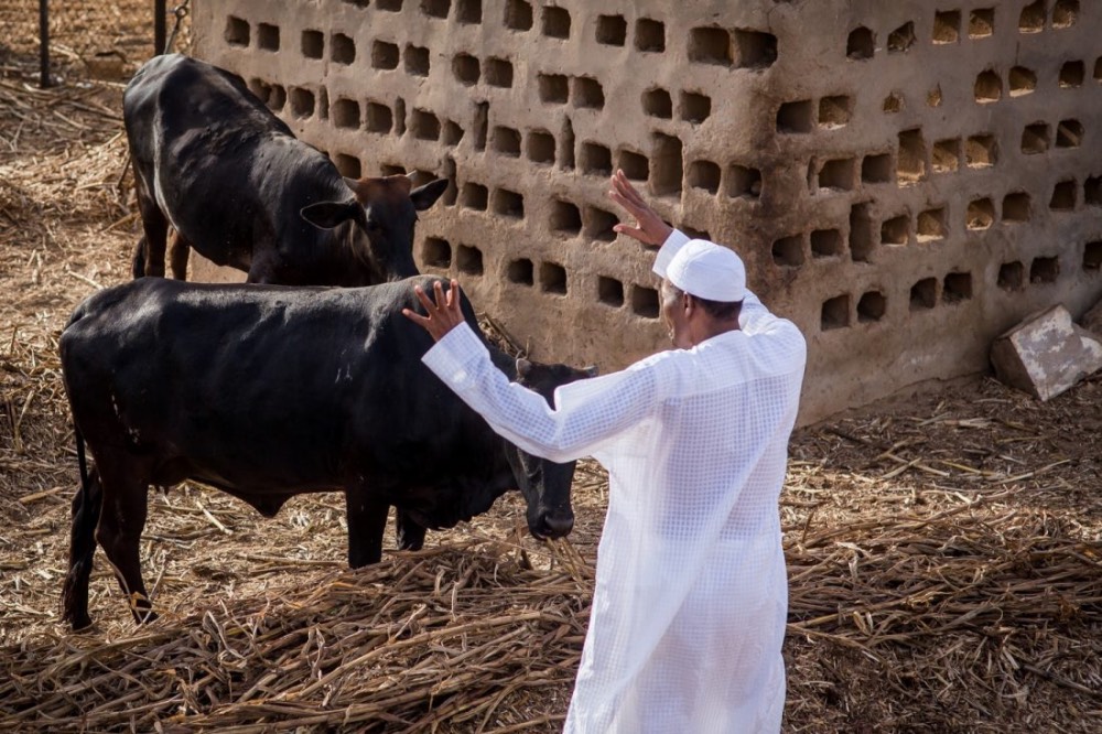 Muhammadu Buhari in his farm in Daura waving to his cows (State House Photos)
