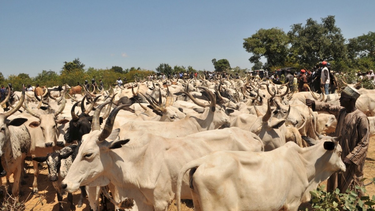 Nomadic Fulani herdsmen and a herd of cattle