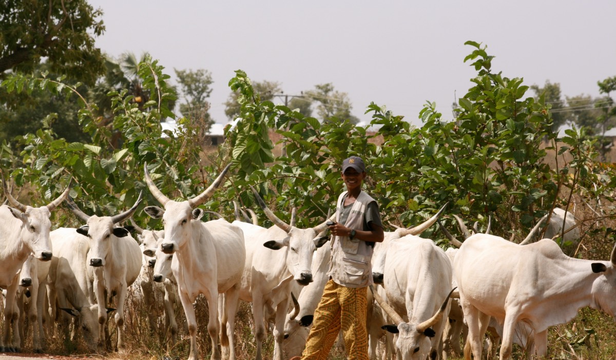 Nomadic Fulani herdsmen and a herd of cattle