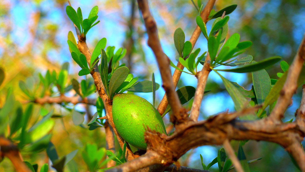 argan oil