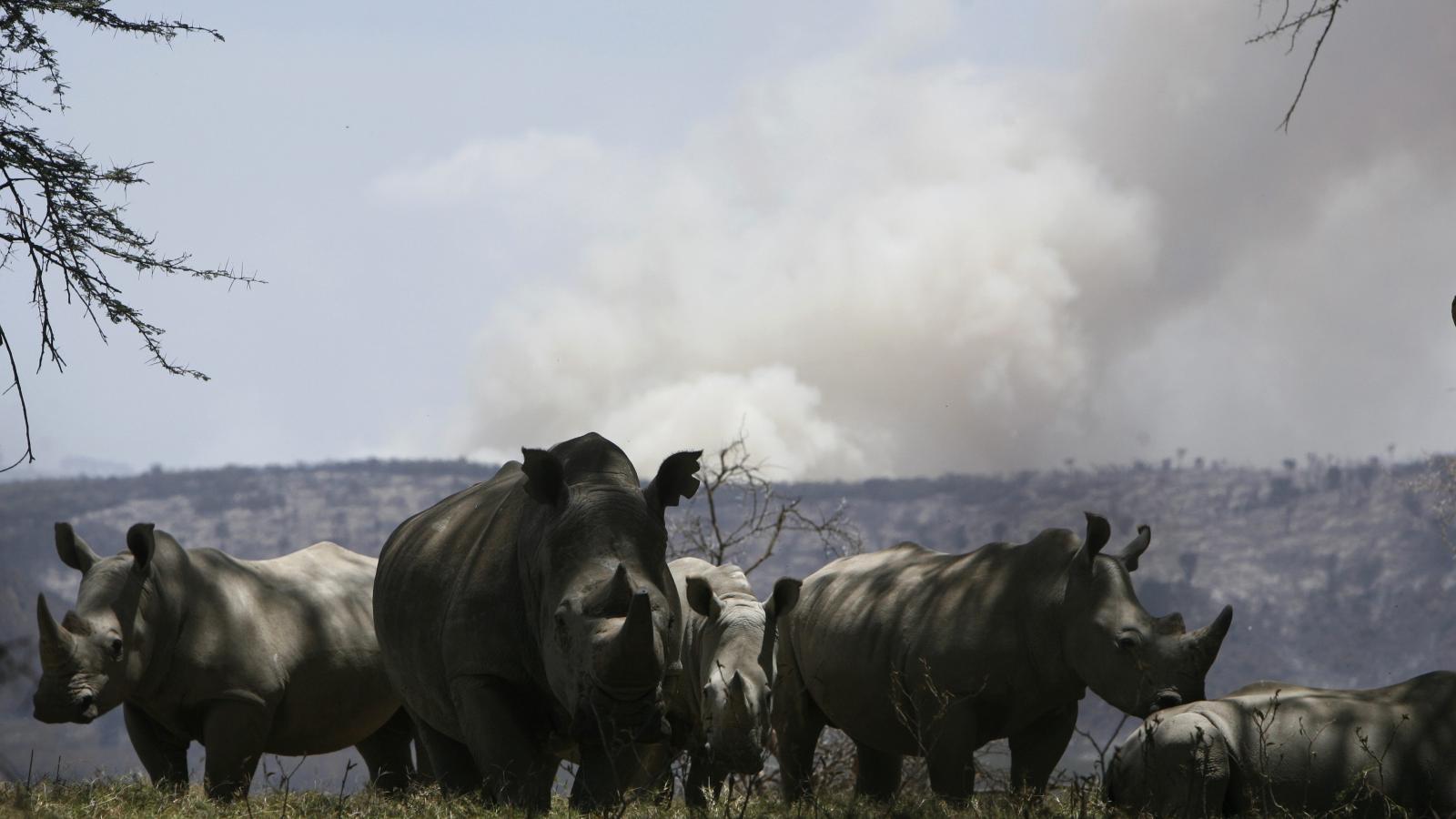 Smoke rises from a bush fire behind rhinoceroses at Lake Nakuru National Park in the Rift Valley in Nakuru, west of Nairobi in 2008.