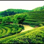 greentea3 1.58.39 PM