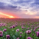 landscape nature flowers pexels-david-bartus-1131407