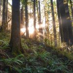 landscape nature sunshine pexels-jacob-colvin-1757363