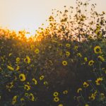 landscape nature flowers pexels-jeswin-thomas-1149405