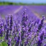 flowers landscape nature pexels-pixabay-207518
