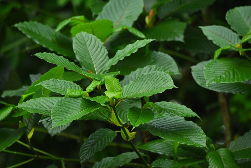 green vein kratom