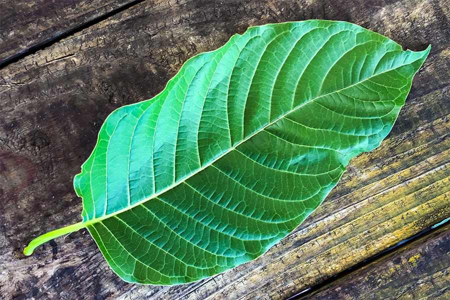 white vein kratom