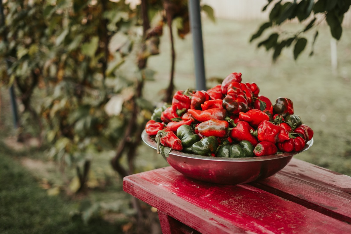 varieties of peppers